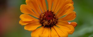 Preview wallpaper zinnia, flower, petals, orange