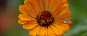 Preview wallpaper zinnia, flower, petals, orange