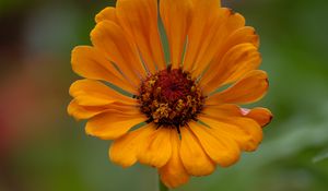 Preview wallpaper zinnia, flower, petals, orange