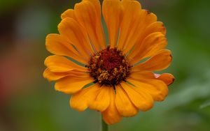 Preview wallpaper zinnia, flower, petals, orange