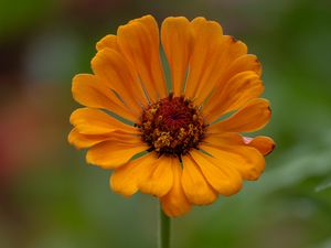 Preview wallpaper zinnia, flower, petals, orange