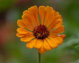 Preview wallpaper zinnia, flower, petals, orange