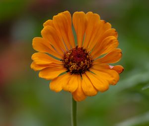 Preview wallpaper zinnia, flower, petals, orange