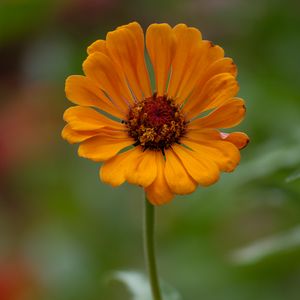 Preview wallpaper zinnia, flower, petals, orange