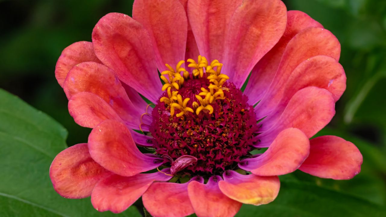 Wallpaper zinnia, flower, petals, pollen, red