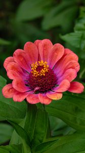 Preview wallpaper zinnia, flower, petals, pollen, red