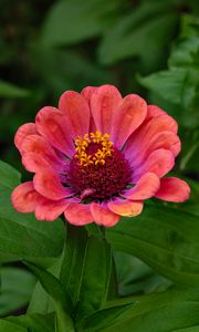 Preview wallpaper zinnia, flower, petals, pollen, red