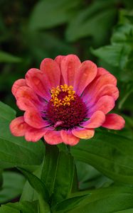 Preview wallpaper zinnia, flower, petals, pollen, red