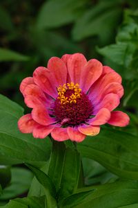 Preview wallpaper zinnia, flower, petals, pollen, red