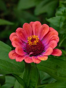 Preview wallpaper zinnia, flower, petals, pollen, red