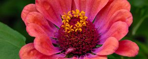 Preview wallpaper zinnia, flower, petals, pollen, red