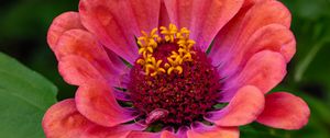 Preview wallpaper zinnia, flower, petals, pollen, red