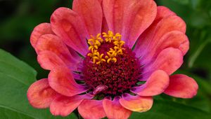 Preview wallpaper zinnia, flower, petals, pollen, red