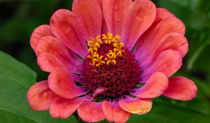 Preview wallpaper zinnia, flower, petals, pollen, red