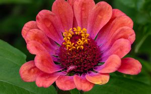 Preview wallpaper zinnia, flower, petals, pollen, red