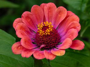 Preview wallpaper zinnia, flower, petals, pollen, red