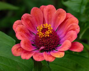 Preview wallpaper zinnia, flower, petals, pollen, red