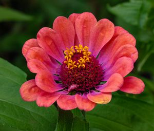 Preview wallpaper zinnia, flower, petals, pollen, red