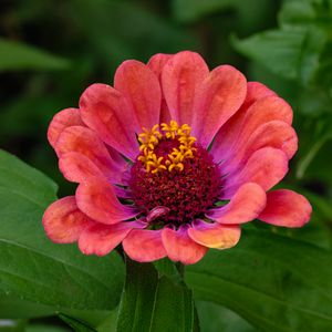 Preview wallpaper zinnia, flower, petals, pollen, red