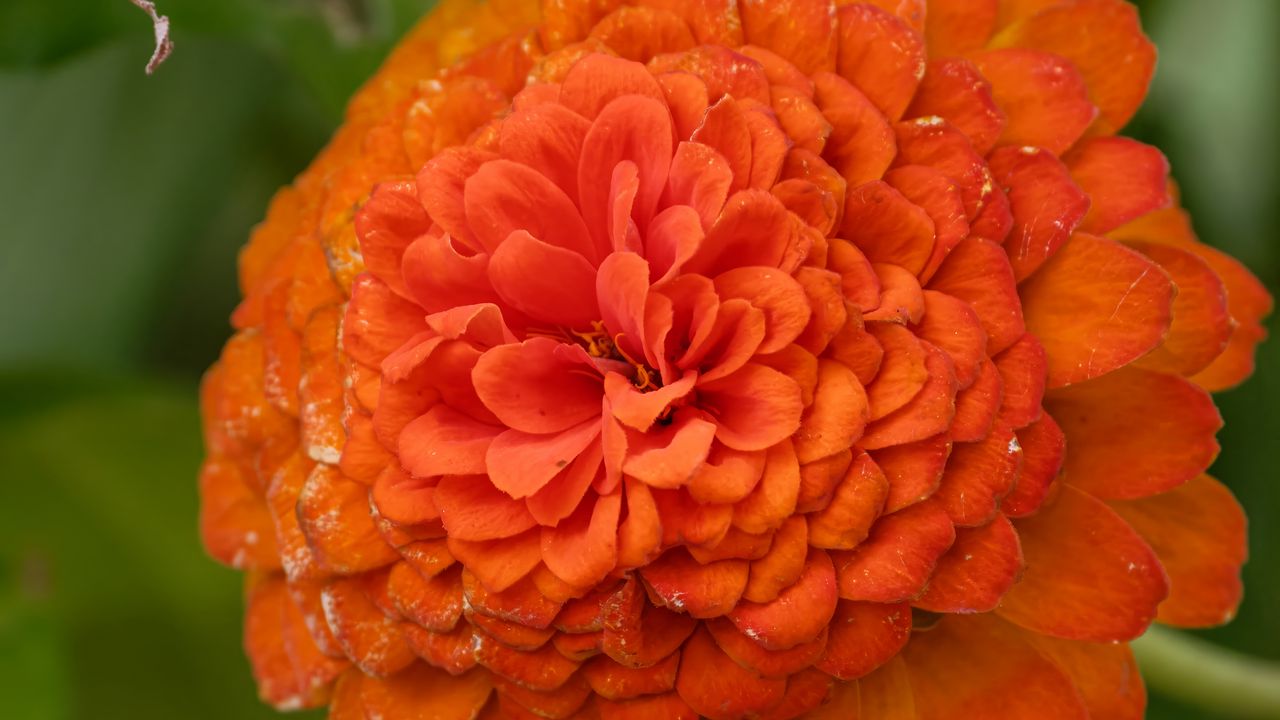 Wallpaper zinnia, flower, petals, orange, macro