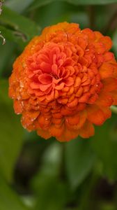 Preview wallpaper zinnia, flower, petals, orange, macro