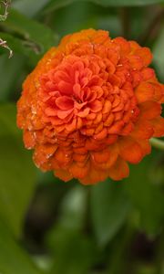 Preview wallpaper zinnia, flower, petals, orange, macro