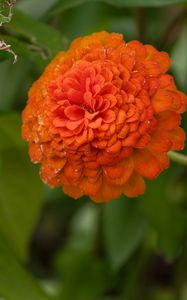 Preview wallpaper zinnia, flower, petals, orange, macro