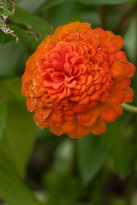 Preview wallpaper zinnia, flower, petals, orange, macro