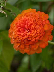 Preview wallpaper zinnia, flower, petals, orange, macro