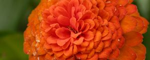 Preview wallpaper zinnia, flower, petals, orange, macro