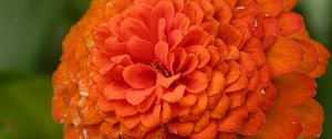 Preview wallpaper zinnia, flower, petals, orange, macro