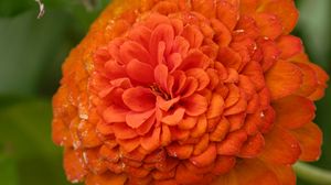 Preview wallpaper zinnia, flower, petals, orange, macro