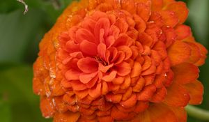Preview wallpaper zinnia, flower, petals, orange, macro