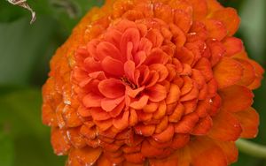 Preview wallpaper zinnia, flower, petals, orange, macro