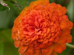 Preview wallpaper zinnia, flower, petals, orange, macro
