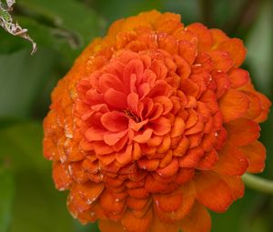 Preview wallpaper zinnia, flower, petals, orange, macro