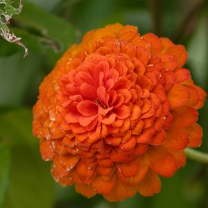 Preview wallpaper zinnia, flower, petals, orange, macro