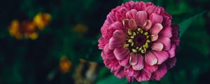 Preview wallpaper zinnia, flower, pink, plant, decorative