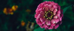 Preview wallpaper zinnia, flower, pink, plant, decorative