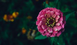 Preview wallpaper zinnia, flower, pink, plant, decorative