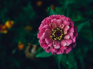 Preview wallpaper zinnia, flower, pink, plant, decorative