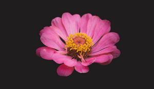 Preview wallpaper zinnia, flower, pink, minimalism