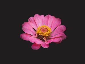 Preview wallpaper zinnia, flower, pink, minimalism