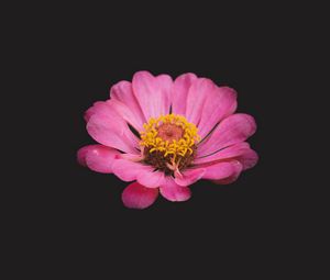 Preview wallpaper zinnia, flower, pink, minimalism
