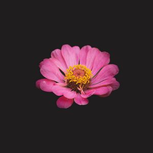 Preview wallpaper zinnia, flower, pink, minimalism