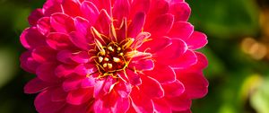 Preview wallpaper zinnia, flower, red, macro, petals