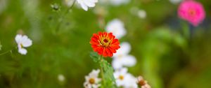 Preview wallpaper zinnia, flowers, petals, red, blur