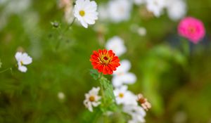 Preview wallpaper zinnia, flowers, petals, red, blur