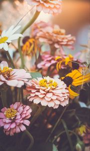 Preview wallpaper zinnia, garden, flowers, petals, macro