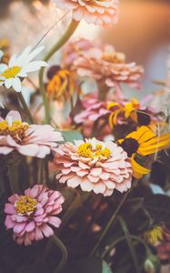 Preview wallpaper zinnia, garden, flowers, petals, macro